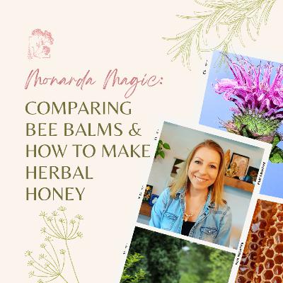 Monarda Magic: Comparing Bee Balms & How To Make Herbal Honey