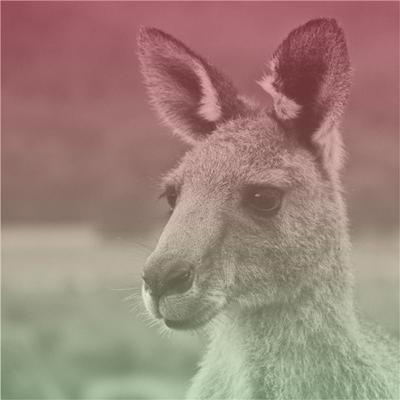 Aflevering 21 - Kangoeroe