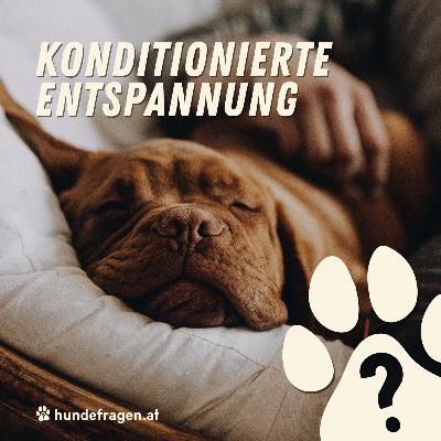 Entspannt ins neue Jahr | Konditionierte Entspannung | Folge 1/3 | HUNDEQUATSCHEREI