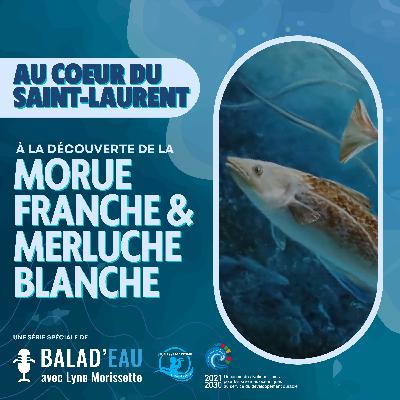 AU COEUR DU SAINT-LAURENT: à la découverte de la MORUE FRANCHE et de la MERLUCHE BLANCHE
