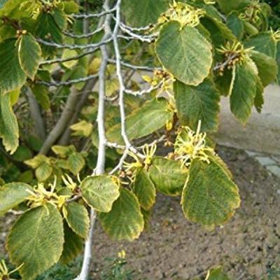 Hamamelis, medicamento Homeopático, su principal acción se encuentra en el sistema circulatorio Hamamelis, medicamento Homeopático, su principal acción se encuentra en el sistema circulatorio