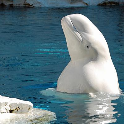 WILD - PODCAST ANIMALIERS # 153 - LE BELUGA