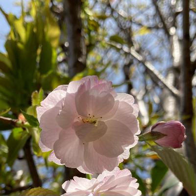 おやすみなさい結局桜のギフトが使えなくて from Radiotalk おやすみなさい結局桜のギフトが使えなくて from Radiotalk