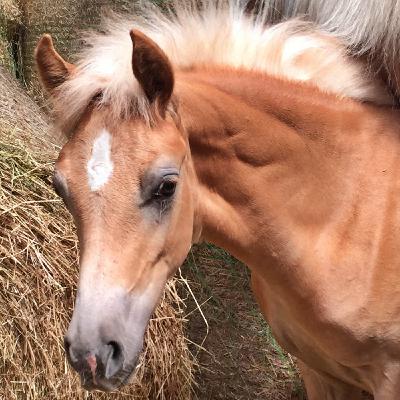 #391 Fohlenfieber! Was Du beim Kauf beachten solltest