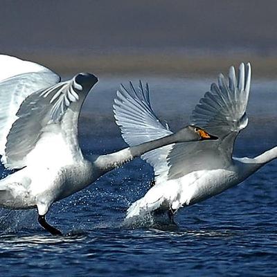 Census of Swans taking place for Whoopers
