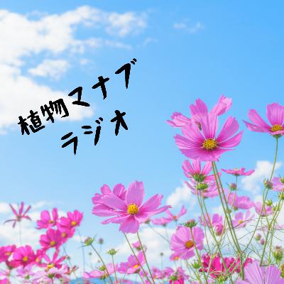 #30 コスモス〜花占いするなら「嫌い」から〜