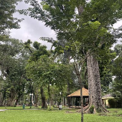 Aschermittwoch, 18.02. Entspannt einschlafen - Der Park der alten Bäume