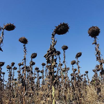 Extremwetter - Für welche Klimapolitik steht Schwarz-Rot?