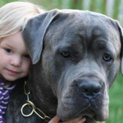 REAL KNIGHTS - THE DOG AND HONOR