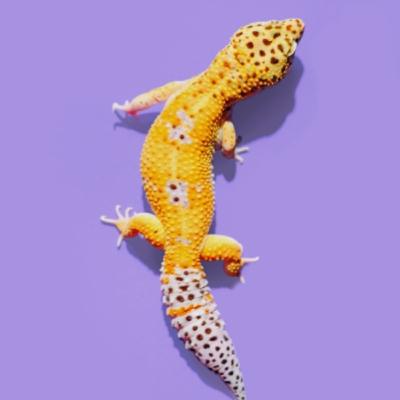 Leopard Geckos