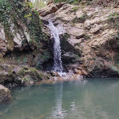 التاثيرات الايجابية لفيروس كورونا علي البيئة