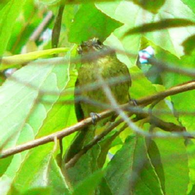 *FINAL EPISODE * 200 Itapoa, Brazil - Search for Restinga Tyrannulet *FINAL EPISODE * 200 Itapoa, Brazil - Search for Restinga Tyrannulet
