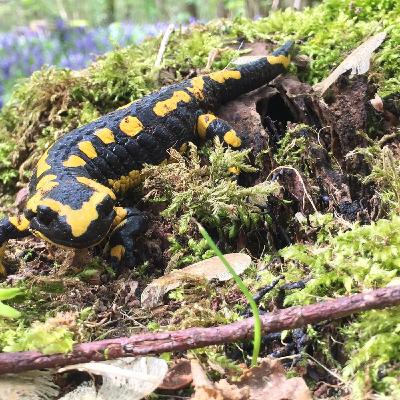 La salamandre tachetée, mystérieux amphibien