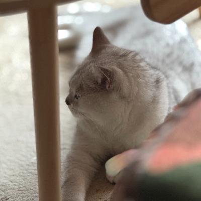 【三!周!年!】节目断更的罪魁祸首竟然是…… | 走神大师191 【三!周!年!】节目断更的罪魁祸首竟然是…… | 走神大师191