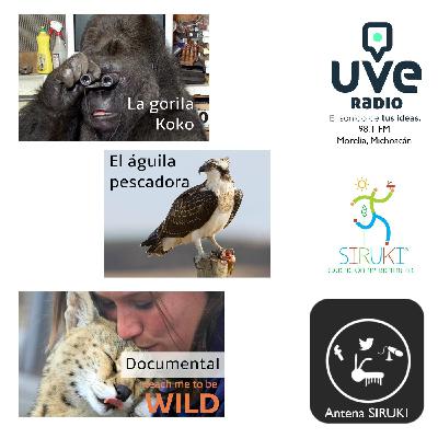 Programa 65-La gorila Koko, El Águila Pescadora, Documental "Teach me to be wild"."