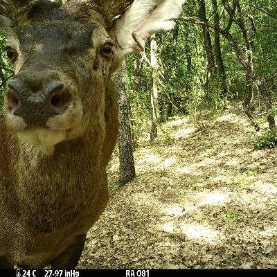 Coexisting With Wildlife in Italy