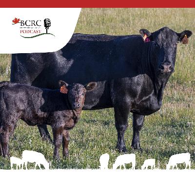 Episode 96: What Canadian Beef Producers Are (and Aren't) Adopting
