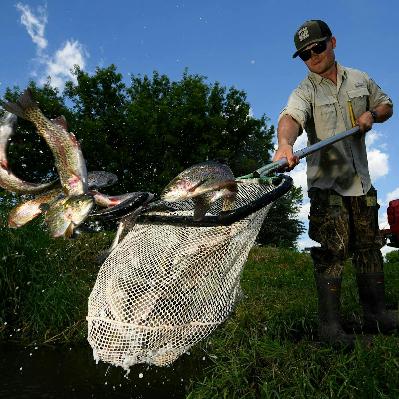 Why do anglers need a special stamp to fish for trout in Minnesota?
