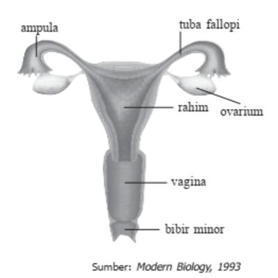 Sistem Reproduksi Wanita Sistem Reproduksi Wanita