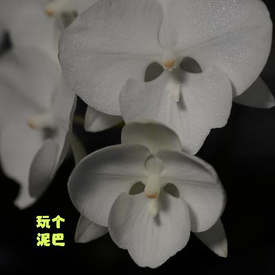 Vol. 77 一个春天模拟测试