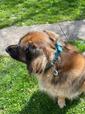 Harnesses, Collars and Leashes, Oh My!