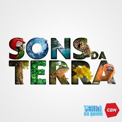 Os pica-paus do Brasil
