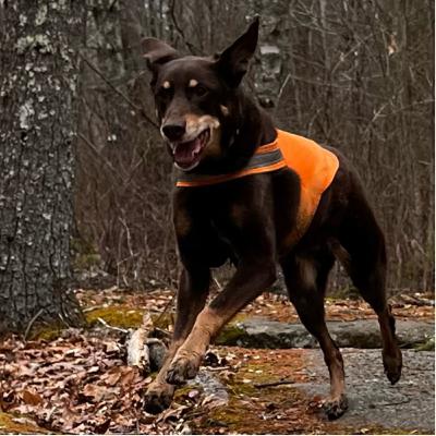 104. Canine Life Lessons - BPC update - RIP Bob Devlin 104. Canine Life Lessons - BPC update - RIP Bob Devlin