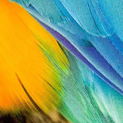 Poacher or Protector?