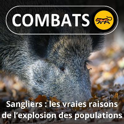S05E35 Sangliers : pourquoi la prolifération, comment la stopper ? S05E35 Sangliers : pourquoi la prolifération, comment la stopper ?