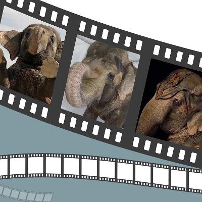 Operation Dumbo Drop Everything And Listen To This Episode