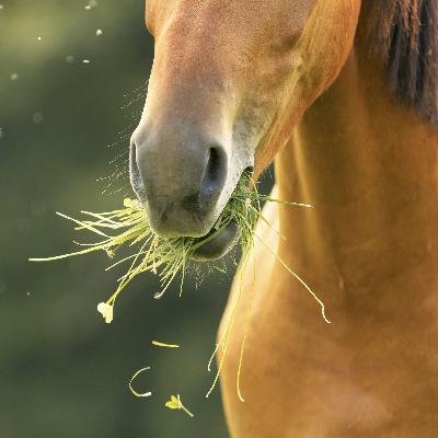 Ep. 090: Prevent Digestive Trouble - Why Consistency in Feeding Horses Matters