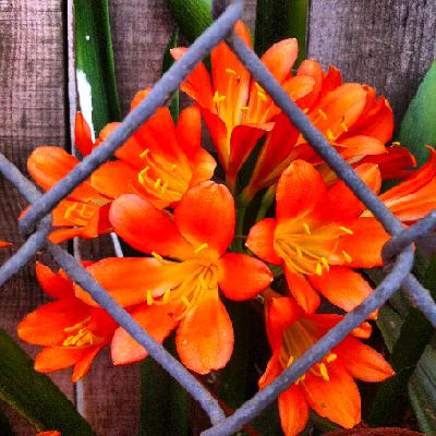 Yellow Self-Existing Human