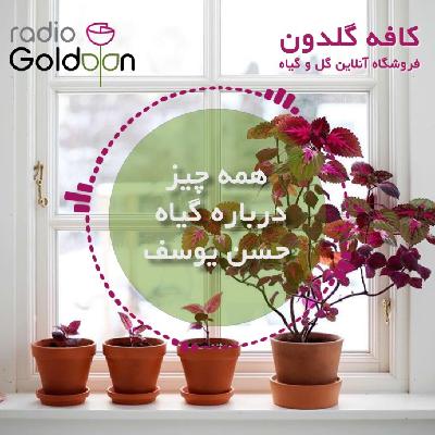 معرفی، شرایط نگهداری و روش تکثیر گیاه حسن یوسف معرفی، شرایط نگهداری و روش تکثیر گیاه حسن یوسف