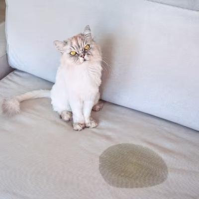 Eliminación inadecuada en gatos Eliminación inadecuada en gatos