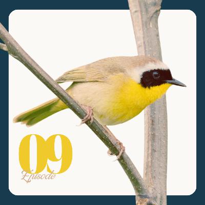 Fatal Light and Window Strikes: How Our Buildings are Killing Birds with Michael Mesure | Ep 09