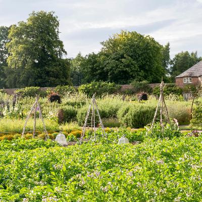 An ode to home grown