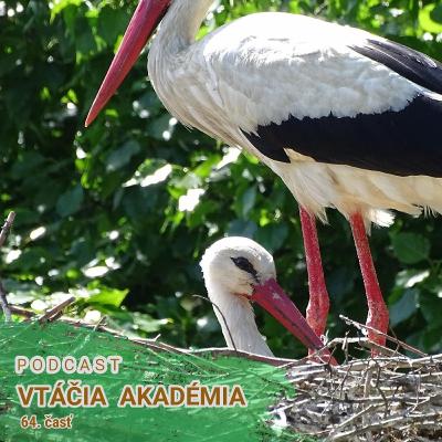 Ako vyzerá prekládka hniezda na elektrickom stĺpe? Ako vyzerá prekládka hniezda na elektrickom stĺpe?