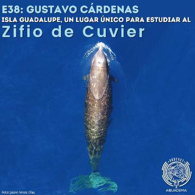 E38. Dr Gustavo Cárdenas. Isla Guadalupe, un lugar único para estudiar al Zifio de Cuvier E38. Dr Gustavo Cárdenas. Isla Guadalupe, un lugar único para estudiar al Zifio de Cuvier