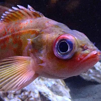 Facts: The Splitnose Rockfish