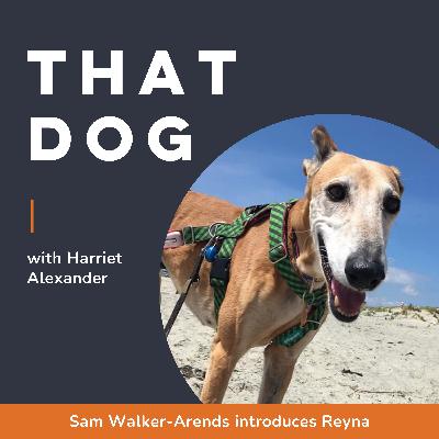Becoming your dog's anchor with Sam Walker-Arends (UK) Becoming your dog's anchor with Sam Walker-Arends (UK)