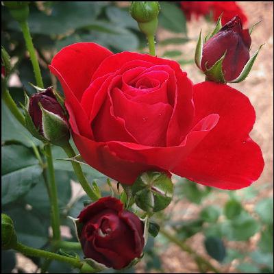 Valentine Eroticas, Part 2: Fem Dom/masc sub