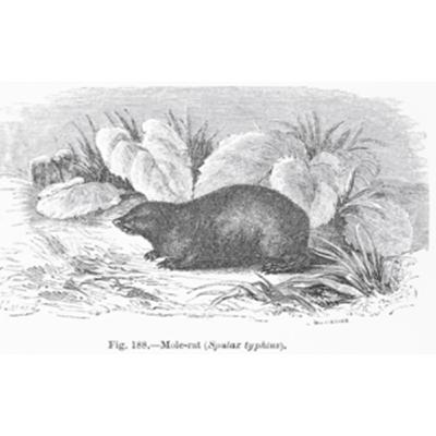 The Wind in the Willows