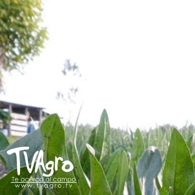 Críticas a las áreas de producción de alimentos APA en Sopó - TvAgro por Juan Gonzalo Angel Críticas a las áreas de producción de alimentos APA en Sopó - TvAgro por Juan Gonzalo Angel