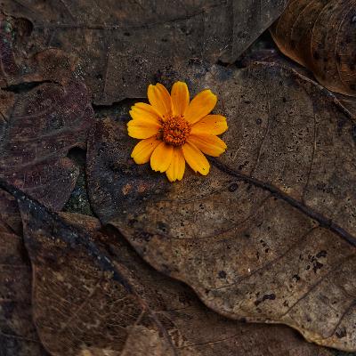 Иерархия в материальном мире