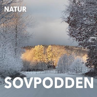 33. Februarimorgon med skator och småfåglar på avstånd 33. Februarimorgon med skator och småfåglar på avstånd