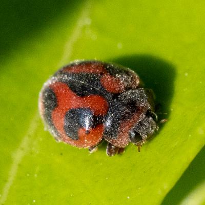 Citizen Science Reveals Bird Predation on Roseau Cane Scale
