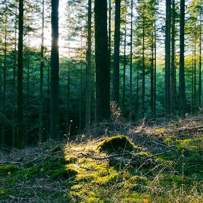 Changer nos pratiques pour sauver la forêt Changer nos pratiques pour sauver la forêt