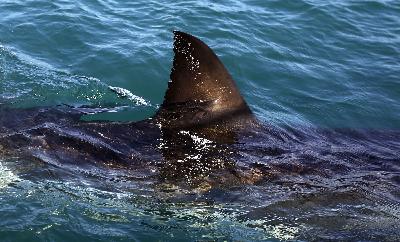 Episodes We Love: How to Fight a Shark