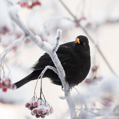 Caring for Your Garden Birds in Winter: A Wildlife Matters Guide