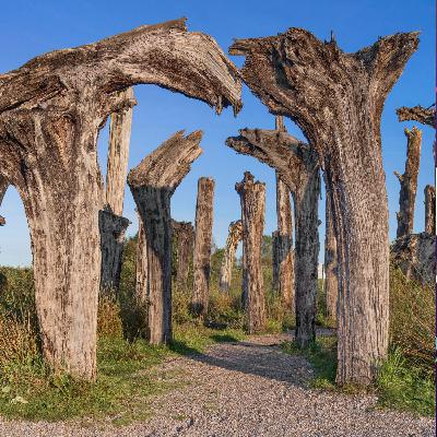 Gardening Stories:  Lough Boora Sculpture Park